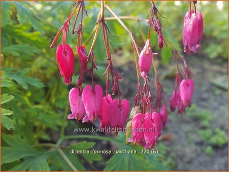 Dicentra formosa &#039;Bacchanal&#039; | Gebroken hartje, Tranend hartje | Sch&ouml;ne Herzblume