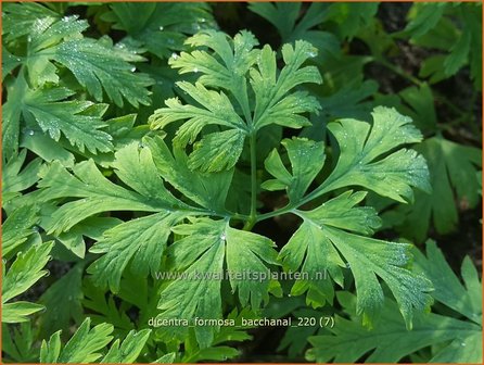 Dicentra formosa &#039;Bacchanal&#039; | Gebroken hartje, Tranend hartje | Sch&ouml;ne Herzblume