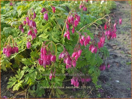 Dicentra formosa &#039;Bacchanal&#039; | Gebroken hartje, Tranend hartje | Sch&ouml;ne Herzblume