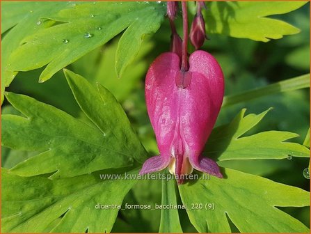 Dicentra formosa &#039;Bacchanal&#039; | Gebroken hartje, Tranend hartje | Sch&ouml;ne Herzblume