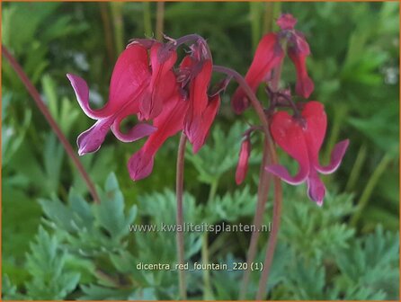 Dicentra &amp;#39;Red Fountain&amp;#39; | Gebroken hartje, Tranend hartje | Herzblume