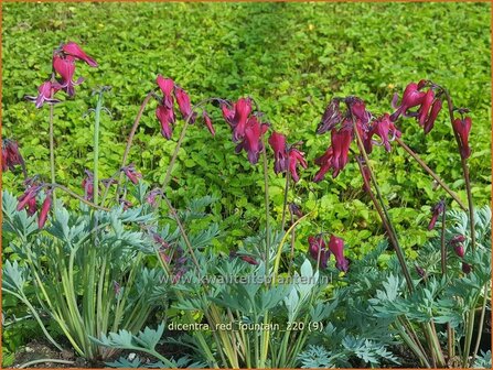Dicentra &amp;#39;Red Fountain&amp;#39; | Gebroken hartje, Tranend hartje | Herzblume