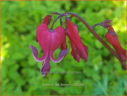 Dicentra &amp;#39;Red Fountain&amp;#39; | Gebroken hartje, Tranend hartje | Herzblume