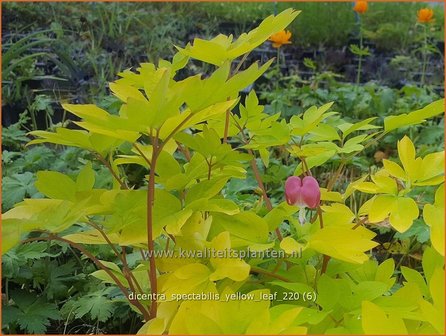 Dicentra spectabilis &amp;#39;Yellow Leaf&amp;#39; | Gebroken hartje, Tranend hartje | Hohe Herzblume