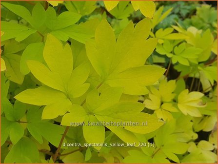 Dicentra spectabilis &amp;#39;Yellow Leaf&amp;#39; | Gebroken hartje, Tranend hartje | Hohe Herzblume