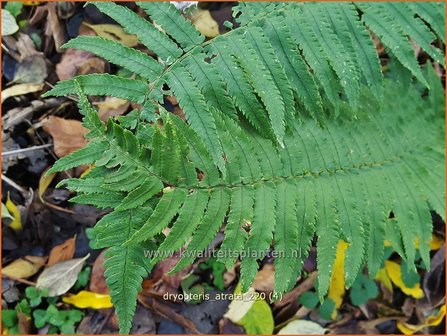 Dryopteris atrata | Niervaren | Elefantenr&uuml;sselfarn