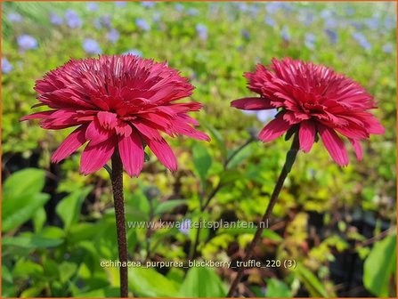 Echinacea purpurea &#039;Blackberry Truffle&#039; | Rode zonnehoed, Zonnehoed | Roter Sonnenhut