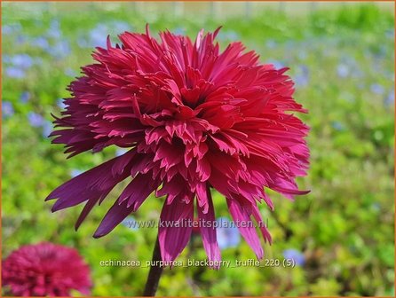 Echinacea purpurea &#039;Blackberry Truffle&#039; | Rode zonnehoed, Zonnehoed | Roter Sonnenhut
