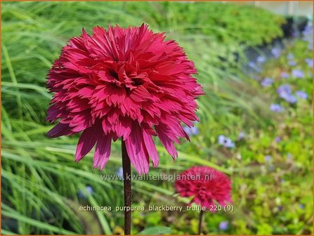 Echinacea purpurea &#039;Blackberry Truffle&#039; | Rode zonnehoed, Zonnehoed | Roter Sonnenhut