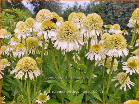 Echinacea purpurea &amp;#39;Delicious Nougat&amp;#39; | Rode zonnehoed, Zonnehoed | Roter Sonnenhut