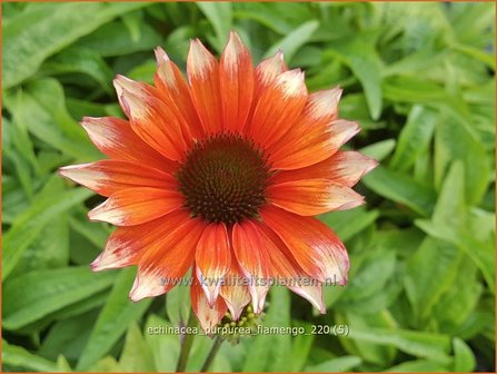 Echinacea purpurea &amp;#39;Flamingo&amp;#39; | Rode zonnehoed, Zonnehoed | Roter Sonnenhut