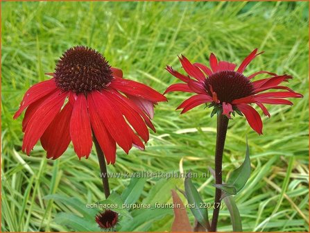 Echinacea purpurea &#039;Fountain Red&#039; | Rode zonnehoed, Zonnehoed | Roter Sonnenhut