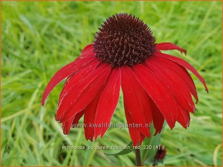 Echinacea purpurea &#039;Fountain Red&#039; | Rode zonnehoed, Zonnehoed | Roter Sonnenhut