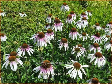 Echinacea purpurea &#039;JS Engeltje&#039; | Rode zonnehoed, Zonnehoed | Roter Sonnenhut