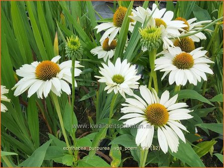 Echinacea purpurea &amp;#39;JS Ivo&amp;#39;s Poem&amp;#39; | Rode zonnehoed, Zonnehoed | Roter Sonnenhut