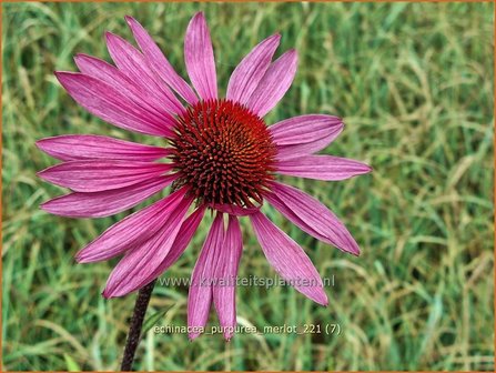 Echinacea purpurea &#039;Merlot&#039; | Rode zonnehoed, Zonnehoed | Roter Sonnenhut