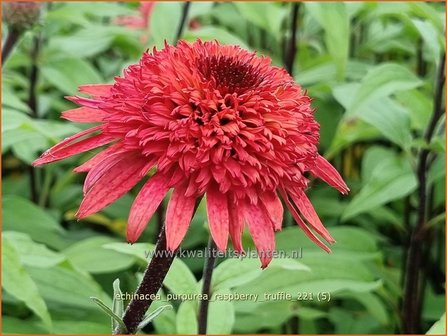 Echinacea purpurea &amp;#39;Raspberry Truffle&amp;#39; | Rode zonnehoed, Zonnehoed | Roter Sonnenhut