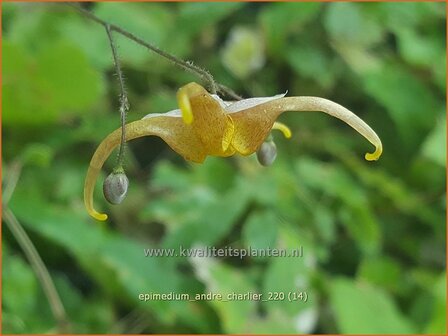 Epimedium &amp;#39;Andr&eacute; Charlier&amp;#39; | Elfenbloem | Elfenblume