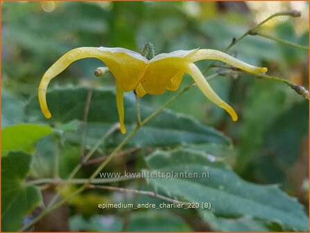 Epimedium &amp;#39;Andr&eacute; Charlier&amp;#39; | Elfenbloem | Elfenblume