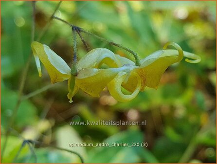 Epimedium &amp;#39;Andr&eacute; Charlier&amp;#39; | Elfenbloem | Elfenblume