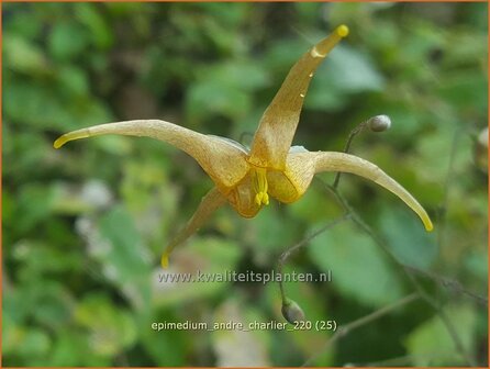 Epimedium &amp;#39;Andr&eacute; Charlier&amp;#39; | Elfenbloem | Elfenblume