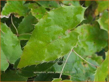 Epimedium &amp;#39;Andr&eacute; Charlier&amp;#39; | Elfenbloem | Elfenblume