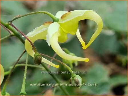 Epimedium franchetii 'Brimstone Butterfly' | Elfenbloem | Elfenblume | Barrenwort