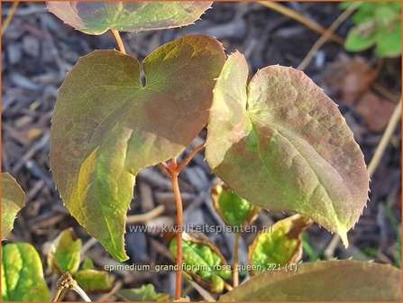 Epimedium grandiflorum &amp;#39;Rose Queen&amp;#39; | Elfenbloem | Gro&szlig;bl&uuml;tige Elfenblume