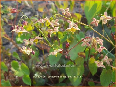 Epimedium pinnatum colchicum | Elfenbloem | Kleine Krim-Elfenblume