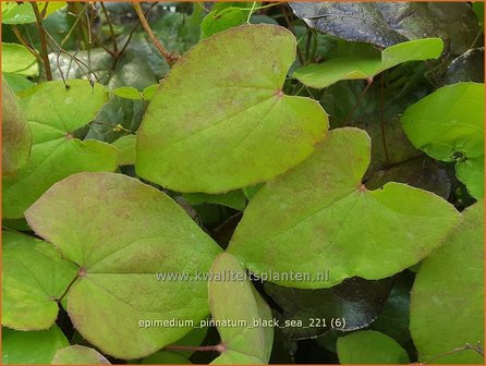 Epimedium pinnatum colchicum | Elfenbloem | Kleine Krim-Elfenblume