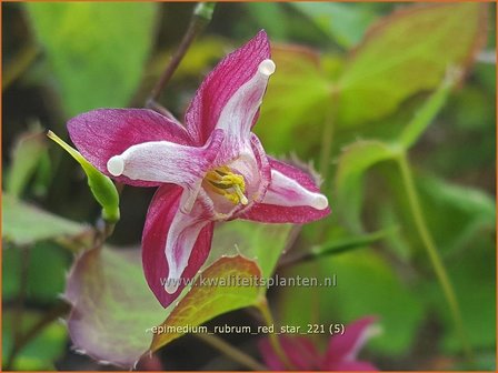 Epimedium rubrum &amp;#39;Red Star&amp;#39; | Elfenbloem | Rotbl&uuml;hende Elfenblume