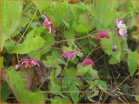 Epimedium rubrum &amp;#39;Red Star&amp;#39; | Elfenbloem | Rotbl&uuml;hende Elfenblume