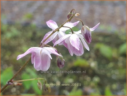 Epimedium &amp;#39;Sasaki&amp;#39; | Elfenbloem | Elfenblume