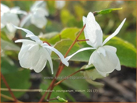 Epimedium youngianum &amp;#39;Niveum&amp;#39;