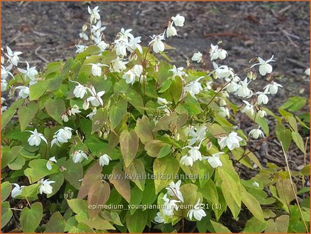 Epimedium youngianum &amp;#39;Niveum&amp;#39;