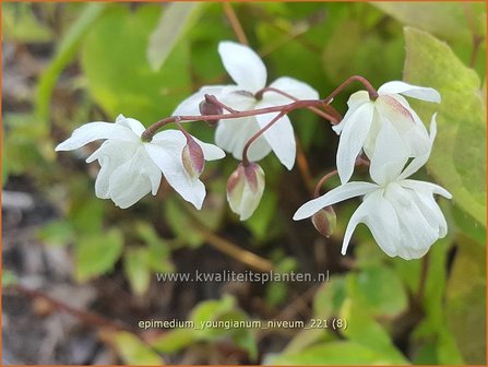 Epimedium youngianum &amp;#39;Niveum&amp;#39;