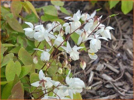 Epimedium youngianum &amp;#39;Niveum&amp;#39;