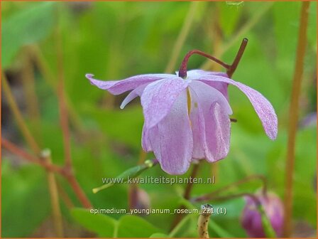 Epimedium youngianum &#039;Roseum&#039;