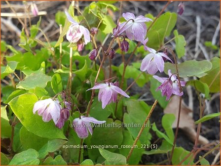 Epimedium youngianum &#039;Roseum&#039;