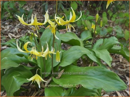 Erythronium &amp;#39;Pagoda&amp;#39; | Hondstand | Stern-Hundszahn