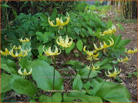 Erythronium &amp;#39;Pagoda&amp;#39; | Hondstand | Stern-Hundszahn