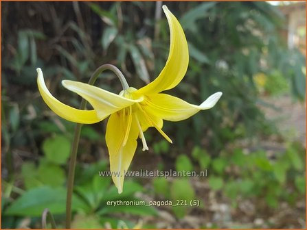 Erythronium &amp;#39;Pagoda&amp;#39; | Hondstand | Stern-Hundszahn