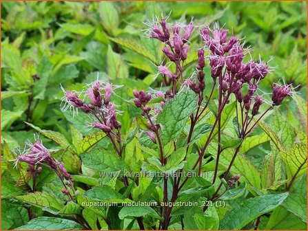 Eupatorium maculatum &#039;Augustrubin&#039; | Koninginnekruid, Leverkruid | Gefleckter Wasserdost