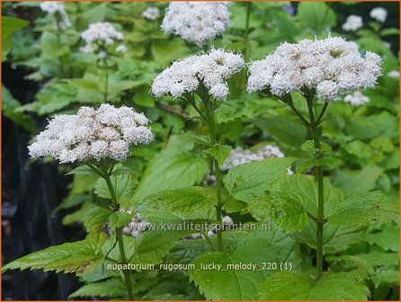 Eupatorium rugosum &#039;Lucky Melody&#039; | Koninginnekruid, Leverkruid | Braunbl&auml;ttriger Wasserdost