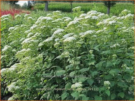 Eupatorium rugosum &#039;Lucky Melody&#039; | Koninginnekruid, Leverkruid | Braunbl&auml;ttriger Wasserdost