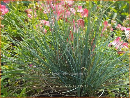 Festuca glauca &amp;#39;Blaufuchs&amp;#39; | Blauw schapengras, Zwenkgras, Schapengras | Blauschwingel