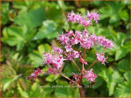 Filipendula palmata &amp;#39;Rosa Schleier&amp;#39; | Moerasspirea, Spirea | Palmbl&auml;ttriges M&auml;des&uuml;&szlig;