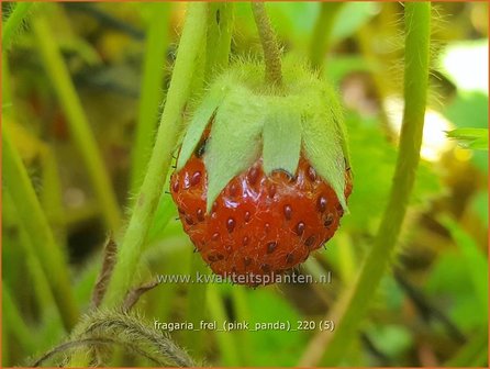 Fragaria &amp;#39;Frel&amp;#39; (&amp;#39;Pink Panda&amp;#39;) | Aardbei | Erdbeere