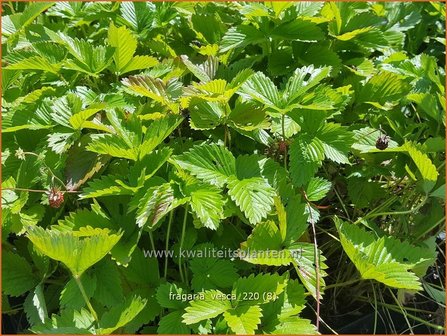 Fragaria vesca | Bosaardbei, Aardbei | Walderdbeere