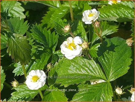 Fragaria vesca &amp;#39;Plena&amp;#39; | Bosaardbei, Aardbei | Walderdbeere